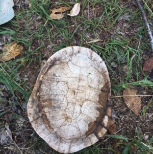 Chelodina longicollis at Symonston, ACT - 28 Jan 2019