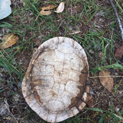 Chelodina longicollis (Eastern Long-necked Turtle) at Symonston, ACT - 28 Jan 2019 by KL