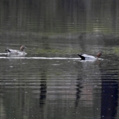 Chenonetta jubata (Australian Wood Duck) at Stranger Pond - 28 Jan 2019 by RodDeb