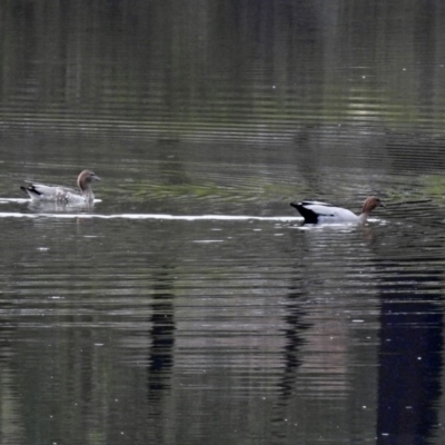 Chenonetta jubata (Australian Wood Duck) at Bonython, ACT - 28 Jan 2019 by RodDeb