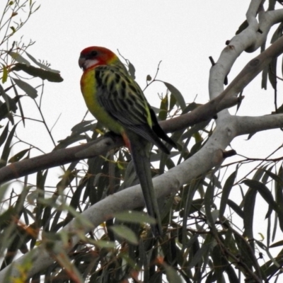 Platycercus eximius (Eastern Rosella) at Stranger Pond - 28 Jan 2019 by RodDeb