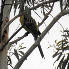 Platycercus eximius at Bonython, ACT - 28 Jan 2019