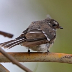 Rhipidura albiscapa (Grey Fantail) at Bonython, ACT - 28 Jan 2019 by RodDeb