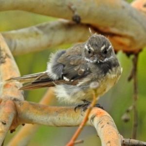 Rhipidura albiscapa at Bonython, ACT - 28 Jan 2019 12:58 PM