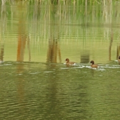 Aythya australis (Hardhead) at Stranger Pond - 28 Jan 2019 by RodDeb