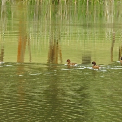 Aythya australis (Hardhead) at Bonython, ACT - 28 Jan 2019 by RodDeb