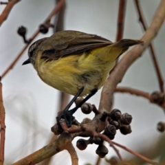 Acanthiza chrysorrhoa (Yellow-rumped Thornbill) at Bonython, ACT - 28 Jan 2019 by RodDeb