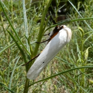 Maroga melanostigma at Theodore, ACT - 4 Dec 2018