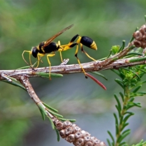 Sceliphron laetum at Bonython, ACT - 28 Jan 2019