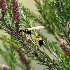 Sceliphron laetum at Bonython, ACT - 28 Jan 2019