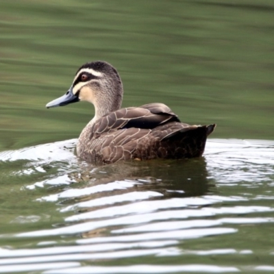 Anas superciliosa (Pacific Black Duck) at Stranger Pond - 28 Jan 2019 by RodDeb