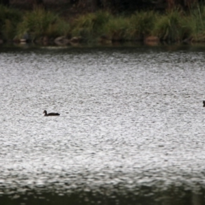 Anas superciliosa at Bonython, ACT - 28 Jan 2019