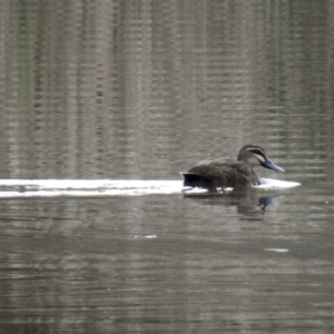 Anas superciliosa at Bonython, ACT - 28 Jan 2019