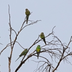 Psephotus haematonotus (Red-rumped Parrot) at Stranger Pond - 28 Jan 2019 by RodDeb