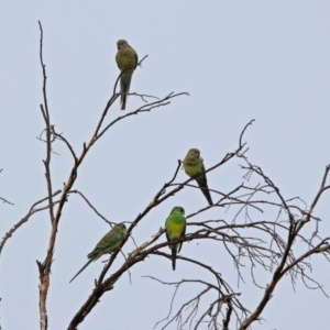 Psephotus haematonotus at Bonython, ACT - 28 Jan 2019