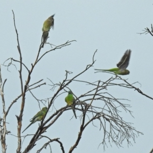 Psephotus haematonotus at Bonython, ACT - 28 Jan 2019