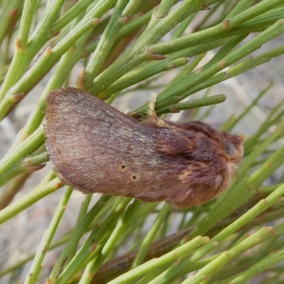 Doratifera quadriguttata and casta (Four-spotted Cup Moth) at Theodore, ACT - 8 Dec 2018 by owenh