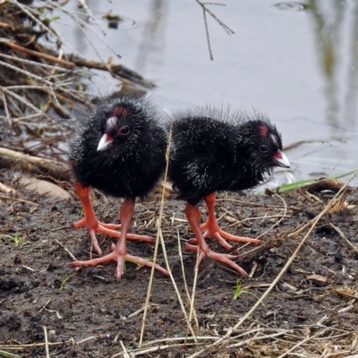 Porphyrio melanotus (Australasian Swamphen) at Stranger Pond - 28 Jan 2019 by RodDeb