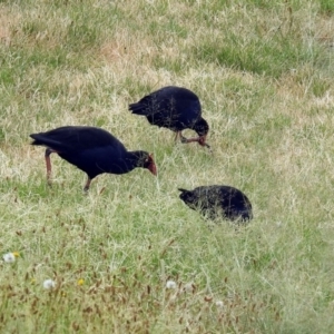 Porphyrio melanotus at Bonython, ACT - 28 Jan 2019