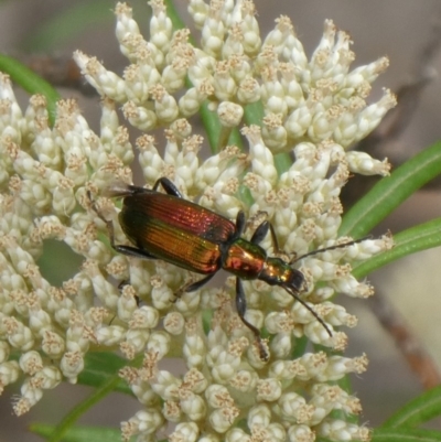 Lepturidea viridis (Green comb-clawed beetle) at Tuggeranong Hill - 19 Dec 2018 by Owen