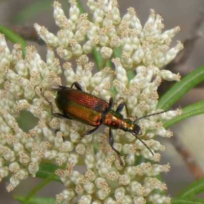 Lepturidea viridis (Green comb-clawed beetle) at Theodore, ACT - 19 Dec 2018 by owenh