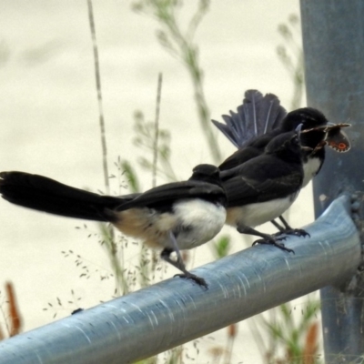 Rhipidura leucophrys (Willie Wagtail) at Bonython, ACT - 28 Jan 2019 by RodDeb