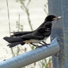 Rhipidura leucophrys at Bonython, ACT - 28 Jan 2019