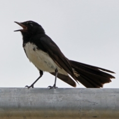 Rhipidura leucophrys at Bonython, ACT - 28 Jan 2019