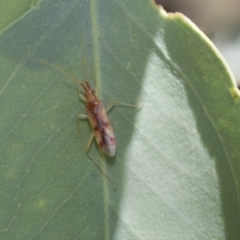 Miridae (family) (Unidentified plant bug) at The Pinnacle - 23 Jan 2019 by Alison Milton