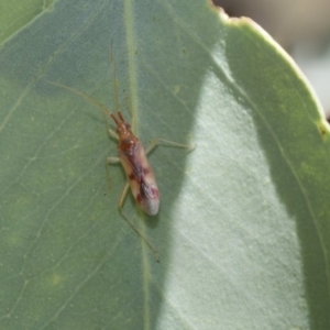 Miridae (family) at Hawker, ACT - 23 Jan 2019