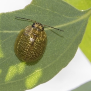 Paropsisterna cloelia at Hawker, ACT - 23 Jan 2019 11:41 AM