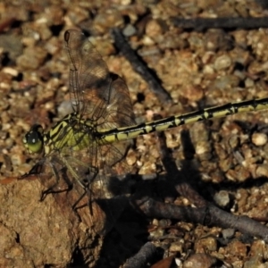 Austrogomphus guerini at Stromlo, ACT - 22 Jan 2019