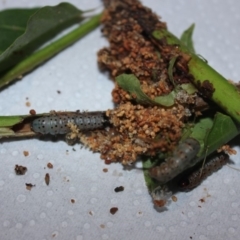 Unidentified Moth (TBC) at Malua Bay, NSW - 27 Jan 2019 by nickhopkins