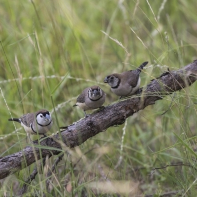 Stizoptera bichenovii (Double-barred Finch) at Dunlop, ACT - 23 Jan 2019 by AlisonMilton