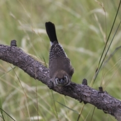 Stizoptera bichenovii at Dunlop, ACT - 23 Jan 2019