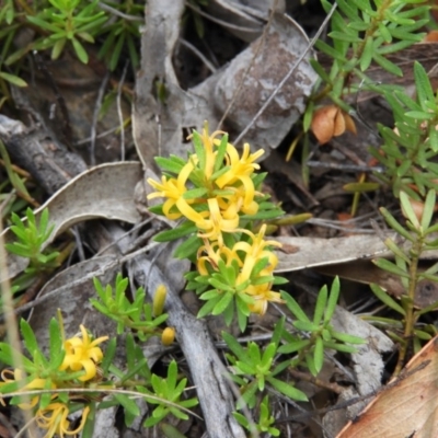 Persoonia chamaepeuce (Dwarf Geebung) at Booth, ACT - 26 Jan 2019 by MatthewFrawley