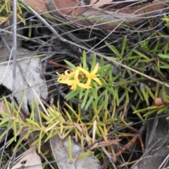 Persoonia chamaepeuce at Booth, ACT - 27 Jan 2019 07:58 AM