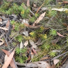 Persoonia chamaepeuce at Booth, ACT - 27 Jan 2019