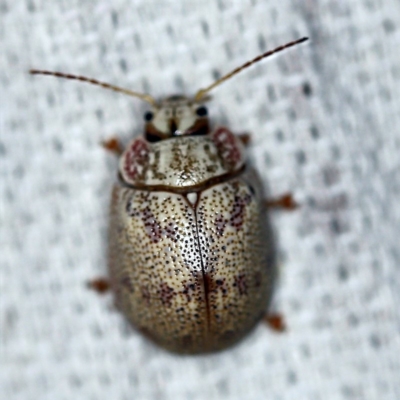 Paropsis charybdis (Eucalyptus leaf beetle) at O'Connor, ACT - 24 Jan 2019 by ibaird