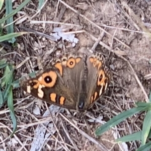 Junonia villida at Weston, ACT - 27 Jan 2019 06:34 PM