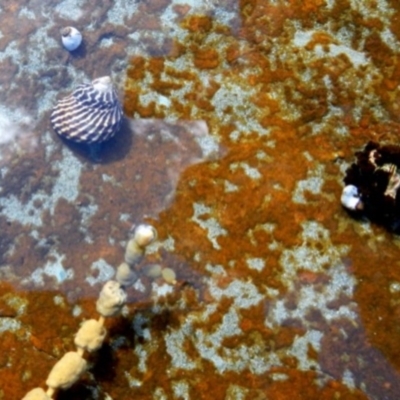 Austrocochlea porcata at Ben Boyd National Park - 17 Aug 2013 by MichaelMcMaster