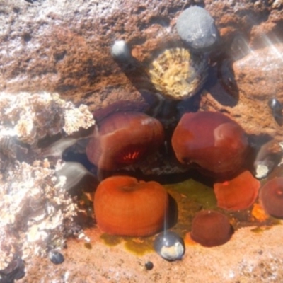 Actinia tenebrosa at Ben Boyd National Park - 17 Aug 2013 by MichaelMcMaster