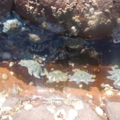 Unidentified Sea Star at Green Cape, NSW - 17 Aug 2013 by MichaelMcMaster