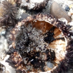 Unidentified Sea Urchin at Eden, NSW - 20 Sep 2013 by MichaelMcMaster