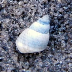 Austrolittorina unifasciata at Eden, NSW - 21 Sep 2013 by MichaelMcMaster