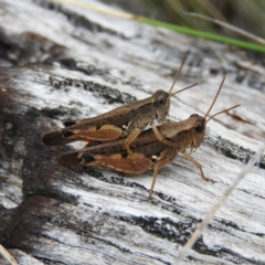 Phaulacridium vittatum (Wingless Grasshopper) at Booth, ACT - 27 Jan 2019 by MatthewFrawley