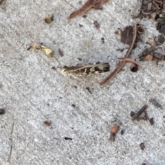 Austroicetes sp. (genus) (A grasshopper) at Weston, ACT - 26 Jan 2019 by AliceH