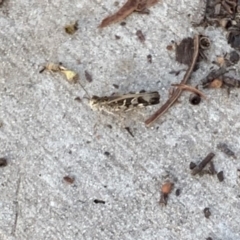 Austroicetes sp. (genus) (A grasshopper) at Weston, ACT - 25 Jan 2019 by AliceH