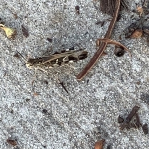 Austroicetes sp. (genus) at Weston, ACT - 26 Jan 2019