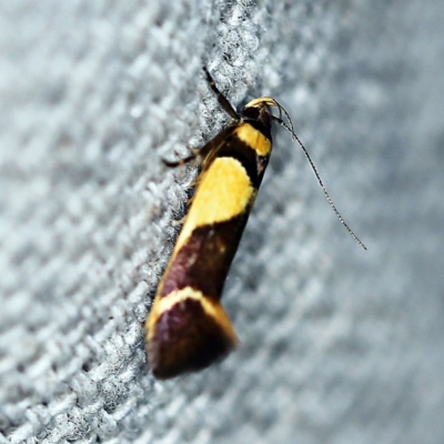 Macrobathra chrysotoxa (A Cosmet moth (Cosmopteriginae) at O'Connor, ACT - 24 Jan 2019 by ibaird